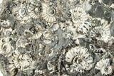 Ammonite (Promicroceras) Cluster - Marston Magna, England #282039-1